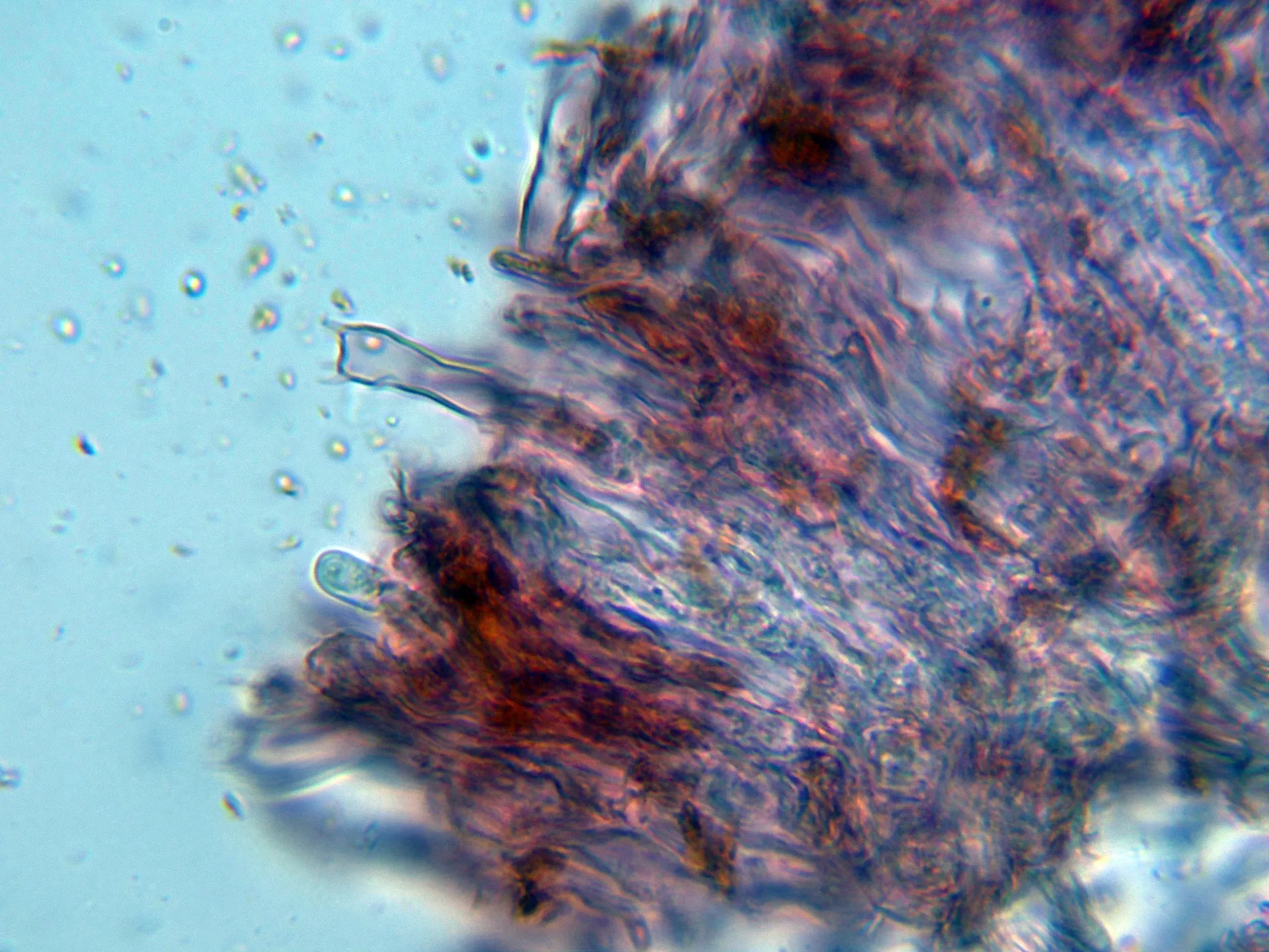 Microscopía de Peniophorella pubera - 10 - Basidios-001